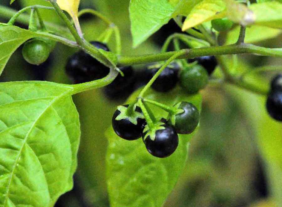 Health Benefits of Black Nightshade (Manathakkali | Solanum Nigrum)